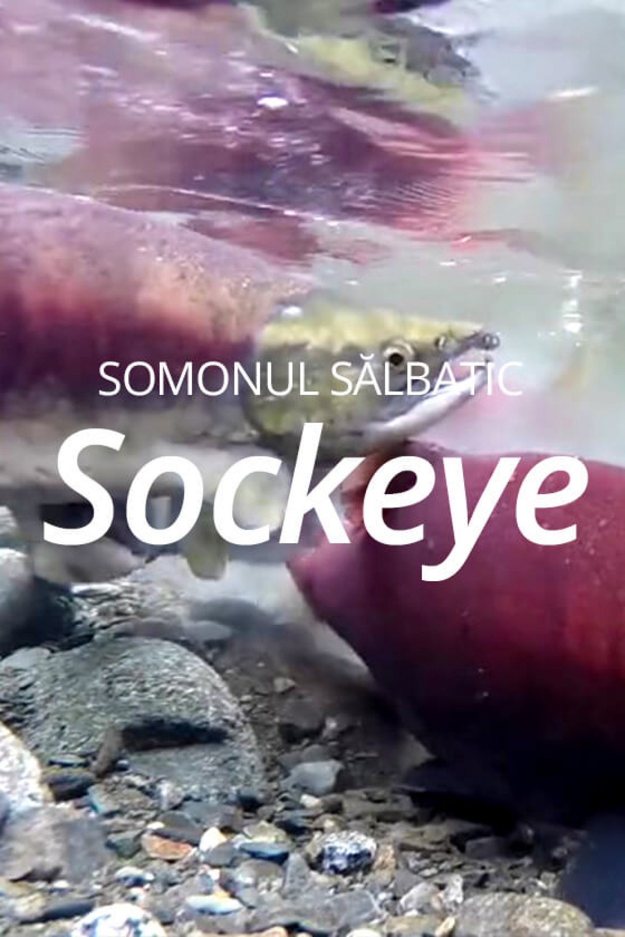 RovaniCom-Prezentare-Somon-Sockeye.jpg